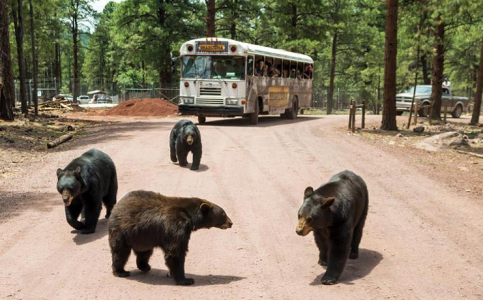 Super 8 By Wyndham Williams West Route 66 - Grand Canyon Area エクステリア 写真
